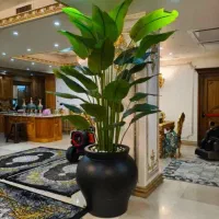 درختچه بیست برگ