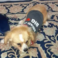 سگ اشپیتز پامر