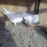 کفتر|پرنده|قم, نیروگاه|دیوار