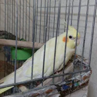 عروس هلندی|پرنده|اقبالیه, |دیوار