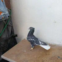 کفتردم سفید