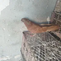 طوقی و کله ای|پرنده|فیروزآباد (آذربایجان), |دیوار