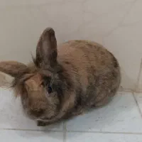 خرگوش لوپ|موش و خرگوش|سبزوار, شرق کال عیدگاه|دیوار