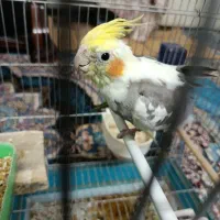 عروس هلندی|پرنده|یزد, |دیوار