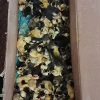 جوجه اردک محلی