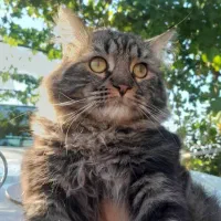 گربه گم شده|حیوانات|ارومیه, |دیوار