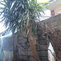 گل یوکا|گل و گیاه طبیعی|لاهیجان, آهندان|دیوار