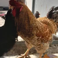 یک عدد خروس ومرغ