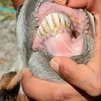 بز بنگالی آبستن سنگین 20روز مانده به موقعیت جیرفت