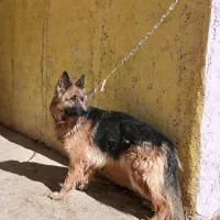 سگ ژرمن شولاین ماده|سگ|بیرجند, |دیوار