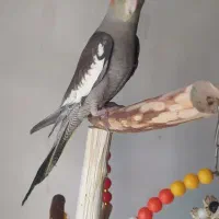 عروس هلندی نر|پرنده|تکاب, |دیوار