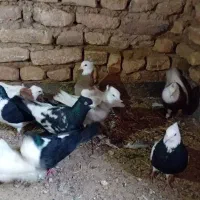 کفتر رنگه