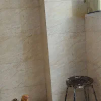 جوجه برهما|حیوانات مزرعه|اسلامشهر, شهرک واوان|دیوار