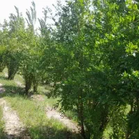 باغ-خبر-بافت