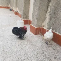 ابریشمی و خروس کوشین