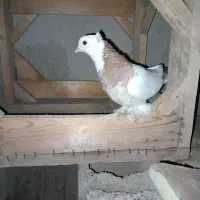 آس آس دوستان عزیز میخواهی بیا