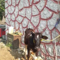 ۱راس لیشه عروسک   گاو ورزا|حیوانات مزرعه|رشت, حومه رشت|دیوار