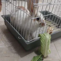 خرگوش