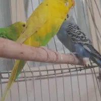 سه عدد مرغ عشق|پرنده|خمینی‌شهر, |دیوار