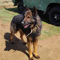 سگ ژرمن گمشده