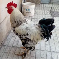 خروس