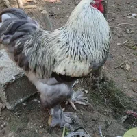 مرغ و خروس برهما رنگهای خاص و زیبا|حیوانات مزرعه|نوشهر, |دیوار