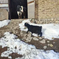 بز کشتاری|حیوانات مزرعه|زاغه, |دیوار