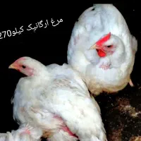 مرغ گوشتی ارگانیک
