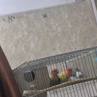 یک جفت کوتوله و عروس