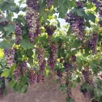 باغ منزل فروشی ۷۰۰متر|فروش خانه و ویلا|اسلامیه, |دیوار