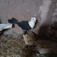 رنگه کربلایی طوقی