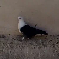 کفتر