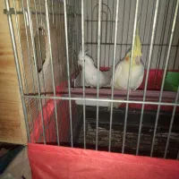 عروس هلندی وفنج|پرنده|بندرعباس, |دیوار