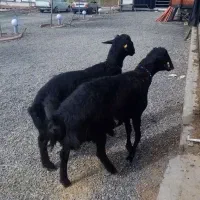 دو راس قوچ قره قزل  خوشتیپ