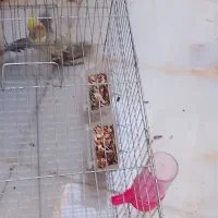 عروس هلندی نر رام|پرنده|سرپل ذهاب, |دیوار