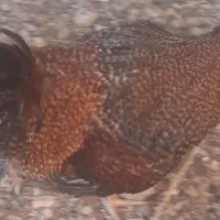 خروس جوان و زیبا|حیوانات مزرعه|خمینیشهر, |دیوار