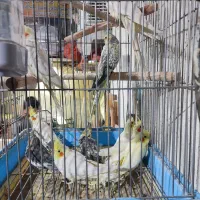 عروس هلندی لوتینو،سیامون،طاووسی