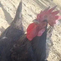 معاوضه خروس مشکی با مرغ مرندی یا گلین