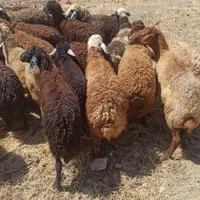 مغانی افشاری زنده درکرج باقصاب گوسفند مرغوب|حیوانات مزرعه|کرج, گلشهر|دیوار