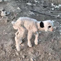 فروش یک راس بره شیری نر سالم|حیوانات مزرعه|جره و بالاده, |دیوار