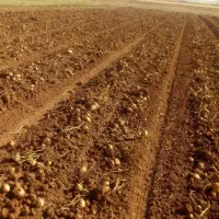 زمین کشاورزی همراه با موتور آب ۴اینچ