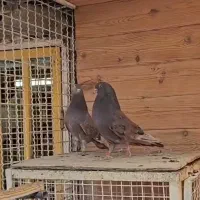 کفتر سرخ شعبانی