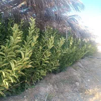 نهال نهالستان پرتقال نارنگی بادام سروناز لیمونشاع|خدمات باغبانی و درختکاری|شیراز, سایت اداری|دیوار