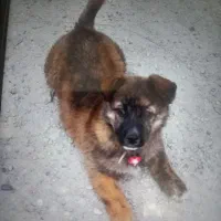 فروش سگ پاپی