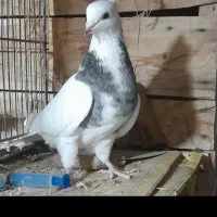 کبوتر ماده طوقی کاکلی|پرنده|بسطام, |دیوار