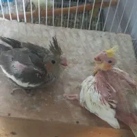 جوجه سرلاکی عروس هلندی