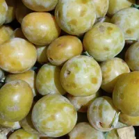 آلو بخارایی درشت
