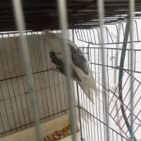 عروس هلندی البینو ابلغ مست نر