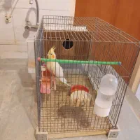 عروس هلندی|پرنده|باسمنج, |دیوار