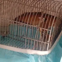 سهره جوجه سال مس|پرنده|سیاخ دارنگون, |دیوار